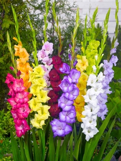 Gladiolus mix 