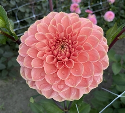 Dahlia Romance