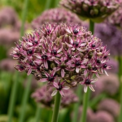 Allium Starlight 6 løg