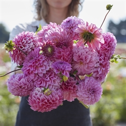 Dahlia Caravaggio