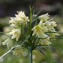 Fritillarias Reddeana 1 løg