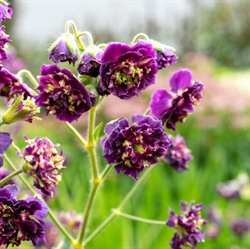 Geranium Joseph Green Phaeum