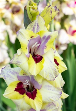 Gladiolus Oracle