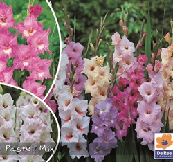 Gladiolus mix Pastel