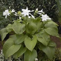 Hosta Venus