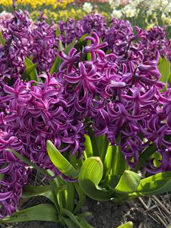 Hyacint Purple Sensation 3 løg
