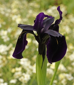 Iris Black Form 