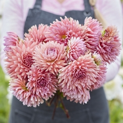 Dahlia Madeleine