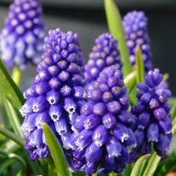 Muscari Bling Bling 10 løg