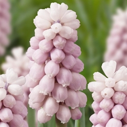 Muscari Pink Sunrise 8 løg