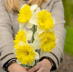 Narcis Dinnerplate 5 løg