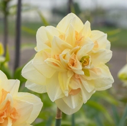 Narcis Pom Pom Rose 5 løg