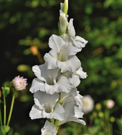 Gladiolus White prosperity