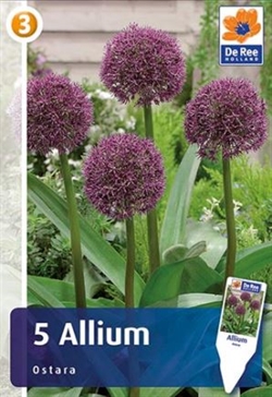 Allium Ostara 5 løg