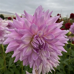 Dahlia Almands Joy