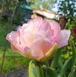Tulipan Angelique 8 løg