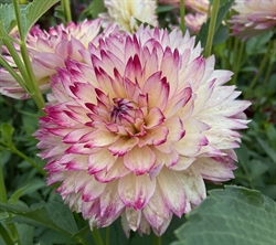 Dahlia Aphrodite