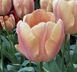 Tulipan Apricot Foxx 10 løg