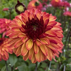 Dahlia Autumn Pumpkin