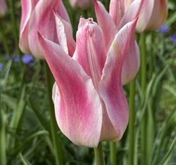 Tulipan Ballade Lady 5 løg