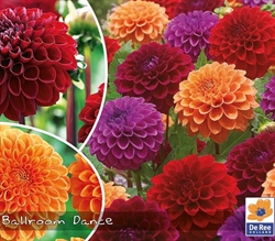 Dahlia mix Ball Room 