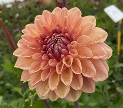 Dahlia Bestseller