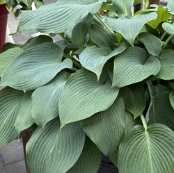 Hosta Blue Angel 