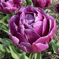 Tulipan Blue Diamond 8 løg