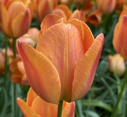 Tulipan Charade 8 løg 