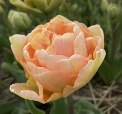 Tulipan Charming Lady 8 løg