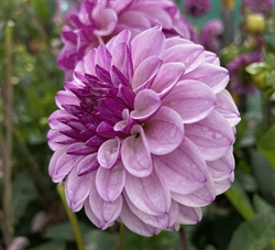 Dahlia Columbus