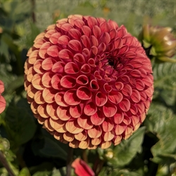 Dahlia Copperboy