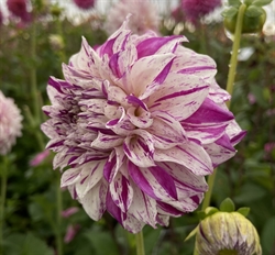 Dahlia Danceline