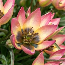 Tulipan Danique 10 løg