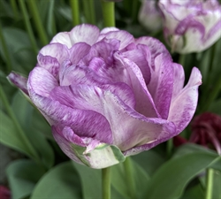 Tulipan Double Shirley 8 løg