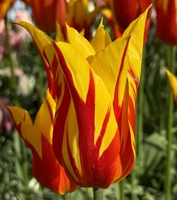 Tulipan Fire Wings 10 løg