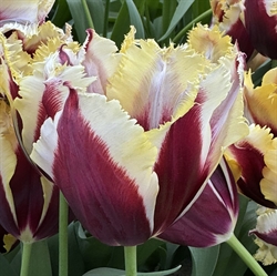 Tulipan Gavota Special 100 løg