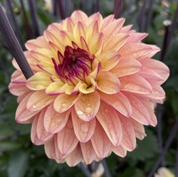 Dahlia Gelia