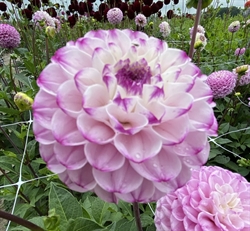 Dahlia Genova