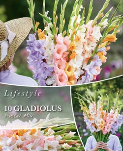 Gladiolus Pastel Mix lille