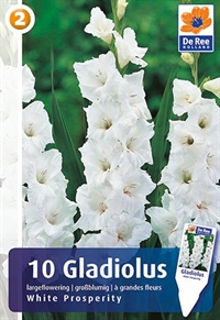 Gladiolus White prosperity