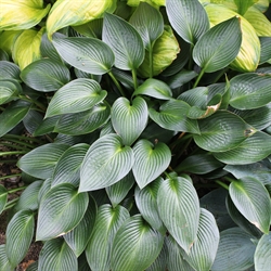 Hosta Green Devon