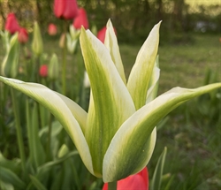 Tulipan Green Star 5 løg
