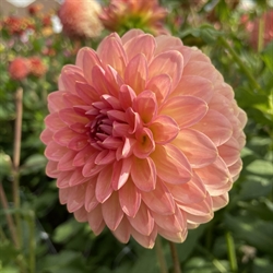 Dahlia Hillcrest Suffusion