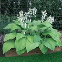 Hosta T-rex 