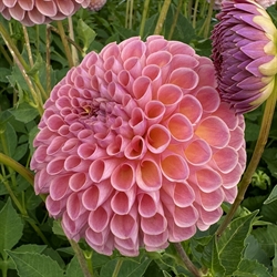 Dahlia Jowey Winnie 