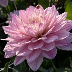 Dahlia karma Prospero