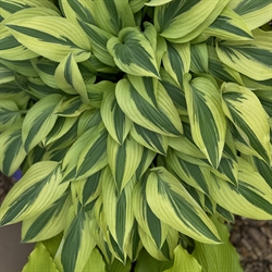 Hosta Lakeside Dragonfly