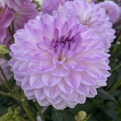 Dahlia Mediterraneè