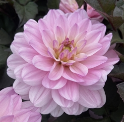 Dahlia Melody Harmony 